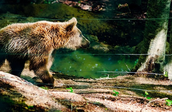 Authorities: Sixth bear killed in road accident in northern Greece