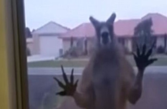 Kangaroo tries to break into Australian suburban house (video)