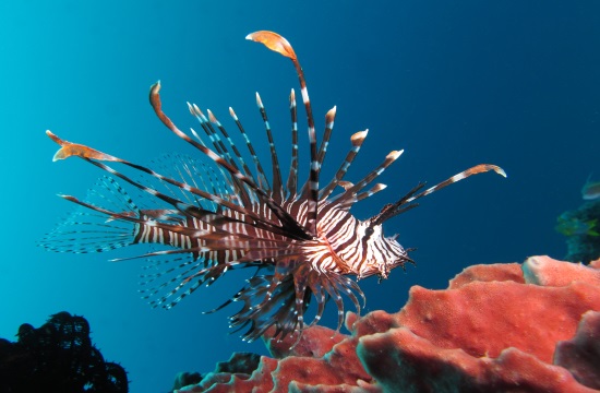 Tornos News | Tropical lionfish invades the Aegean Sea again