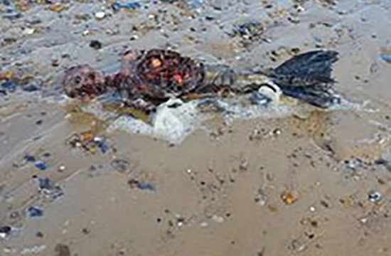 Man finds remains of ‘mermaid’ on popular British beach (video)