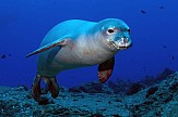 Nineteen Mediterranean monk seals located in Cyprus during last 4-5 days