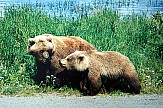 Bears in Greece fitted with tracking collars for data on traffic accidents