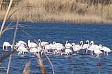 Eco-festival with pink flamingos in Kalochori lagoon in northern Greece