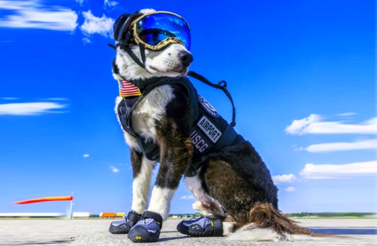 O καλύτερος υπάλληλος στο αεροδρόμιο του Μίσιγκαν είναι ο σκύλος Piper